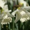 Narcis (Narcissus 'Mount Hood') 2 Narcis (Narcissus 'Mount Hood') -Tuinplanten Winkel narcissus mounthood
