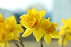 Narcis (Narcissus X Odorus 'Plenus')
