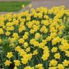 Narcis (Narcissus 'Rijnvelds Early Sensation') 2 Narcis (Narcissus 'Rijnvelds Early Sensation') -Tuinplanten Winkel narcissus rijnveldearlysensation 1