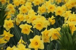 Narcis (Narcissus 'Rijnvelds Early Sensation') -Tuinplanten Winkel narcissus rijnveldearlysensation 4