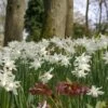 Narcis (Narcissus 'Thalia') -Tuinplanten Winkel narcissus thalia 4