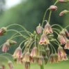 Bulgaarse Ui (Nectaroscordum Siculum) -Tuinplanten Winkel nectaroscordum siculum 3