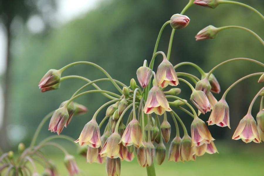 Bulgaarse Ui (Nectaroscordum Siculum) 3 Bulgaarse Ui (Nectaroscordum Siculum)