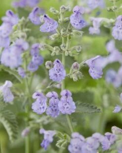 Kattenkruid (Nepeta 'Walker's Low') BIO -Tuinplanten Winkel nepeta walker s low 1
