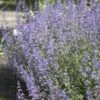 Kattenkruid (Nepeta 'Walker's Low') BIO -Tuinplanten Winkel nepeta walker s low 2 1