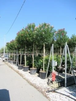 Oleander Als Boom (Nerium Oleander) -Tuinplanten Winkel nerium