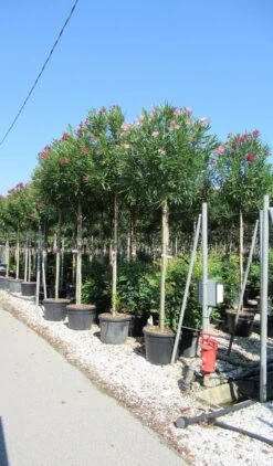 Oleander Als Boom (Nerium Oleander) -Tuinplanten Winkel nerium 10 12 2