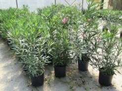 Roze Oleander (Nerium Oleander) 13 Roze Oleander (Nerium Oleander) -Tuinplanten Winkel nerium 60 80