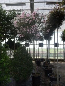 Oleander Als Boom (Nerium Oleander) -Tuinplanten Winkel nerium oleander 10 12 14ho c70