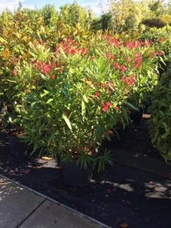 Rode Oleander (Nerium Oleander) -Tuinplanten Winkel nerium oleander c35 extra 1