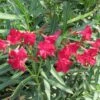 Rode Oleander (Nerium Oleander) -Tuinplanten Winkel nerium rood