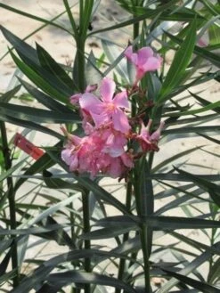 Roze Oleander (Nerium Oleander) 15 Roze Oleander (Nerium Oleander) -Tuinplanten Winkel nerium roze