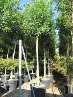 Oleander Als Boom (Nerium Oleander) -Tuinplanten Winkel nerium stam