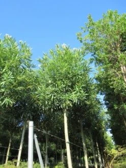 Oleander Als Boom (Nerium Oleander) -Tuinplanten Winkel nerium stam 2