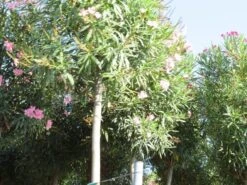 Oleander Als Boom (Nerium Oleander) -Tuinplanten Winkel nerium stam 3