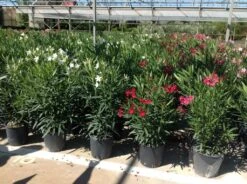 Rode Oleander (Nerium Oleander) -Tuinplanten Winkel neriumoleander 10l 1