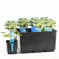 Gele Plomp (Nuphar Lutea) -Tuinplanten Winkel nuphar lutea 20170630103032