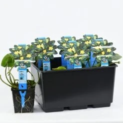 Gele Plomp (Nuphar Lutea) -Tuinplanten Winkel nuphar lutea variegata 20180404193138