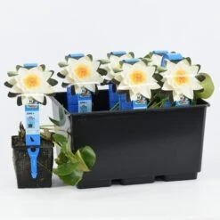 Waterlelie (Nymphaea 'Alba') 8 Waterlelie (Nymphaea 'Alba') -Tuinplanten Winkel nymphaea alba 20180404185113