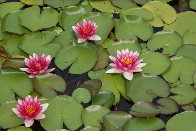 Waterlelie (Nymphaea 'Attraction') 5 Waterlelie (Nymphaea 'Attraction') - Afbeelding 3