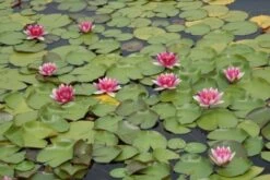 Waterlelie (Nymphaea 'Attraction') 11 Waterlelie (Nymphaea 'Attraction') -Tuinplanten Winkel nymphaea attraction 3