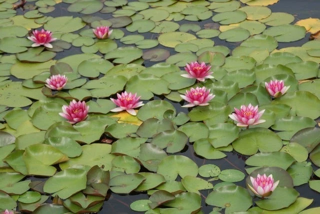 Waterlelie (Nymphaea 'Attraction') 6 Waterlelie (Nymphaea 'Attraction') - Afbeelding 4