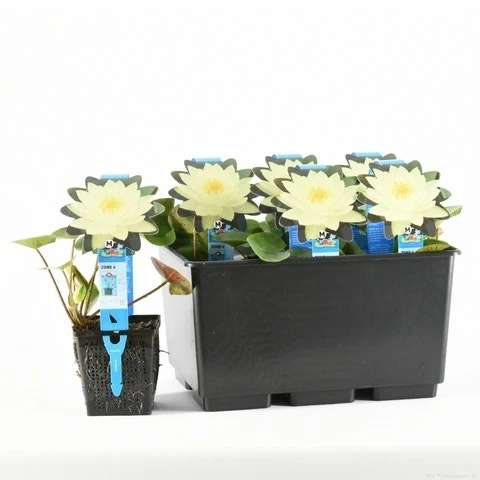 Waterlelie (Nymphaea 'Joey Tomocik') 4 Waterlelie (Nymphaea 'Joey Tomocik') - Afbeelding 2