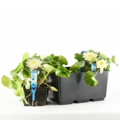 Waterlelie (Nymphaea 'Joey Tomocik')