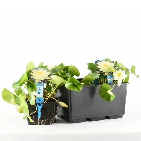 Waterlelie (Nymphaea 'Joey Tomocik') 3 Waterlelie (Nymphaea 'Joey Tomocik')