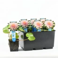 Waterlelie (Nymphaea 'Madame Wilfron Gonnere') 7 Waterlelie (Nymphaea 'Madame Wilfron Gonnere') -Tuinplanten Winkel nymphaea m d wilfron gonnere 20170629102658