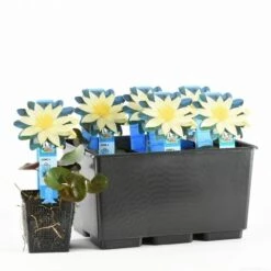 Waterlelie (Nymphaea 'Sulphurea') -Tuinplanten Winkel nymphaea sulphurea 20170630103836