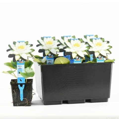 Waterlelie (Nymphaea 'Tetragona') 4 Waterlelie (Nymphaea 'Tetragona') - Afbeelding 2