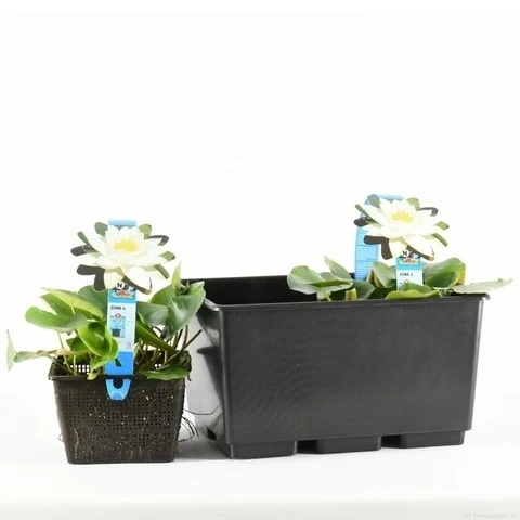 Waterlelie (Nymphaea 'Tetragona') 3 Waterlelie (Nymphaea 'Tetragona')