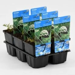 Watertorkruid (Oenanthe Aquatica)