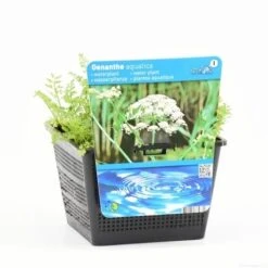 Watertorkruid (Oenanthe Aquatica) -Tuinplanten Winkel oenanthe aquatica s e 12910 p18