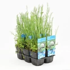 Watertorkruid (Oenanthe Aquatica) -Tuinplanten Winkel oenanthe aquatica t e 10620 p9