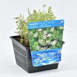 Pijptorkruid (Oenanthe Fistulosa 'Flamingo') -Tuinplanten Winkel oenanthe fist. flam. 18x18 20180403195304