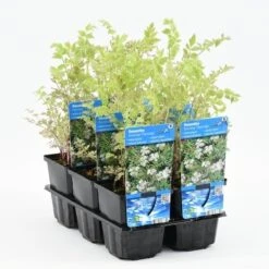 Pijptorkruid (Oenanthe Fistulosa 'Flamingo') -Tuinplanten Winkel oenanthe fistulosa flamingo 20180425112110 m 10630 p9