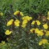 Teunisbloem (Oenothera Fruticosa 'Sonnenwende') -Tuinplanten Winkel oenothera fruticosa sonnenwende