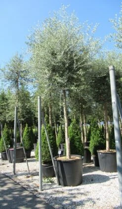 Olijfboom (Olea Europaea ) -Tuinplanten Winkel olea
