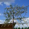 Olijf Als Leiboom (Olea Europaea) NU EXTRA VOORDELIG -Tuinplanten Winkel olea europaea leiboom lm01b
