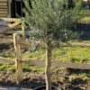 Olijfboom Als Solitair 25/30cm (Olea Europaea) -Tuinplanten Winkel olea europaea olijf solitair lm01