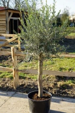Olijfboom Als Solitair 25/30cm (Olea Europaea)