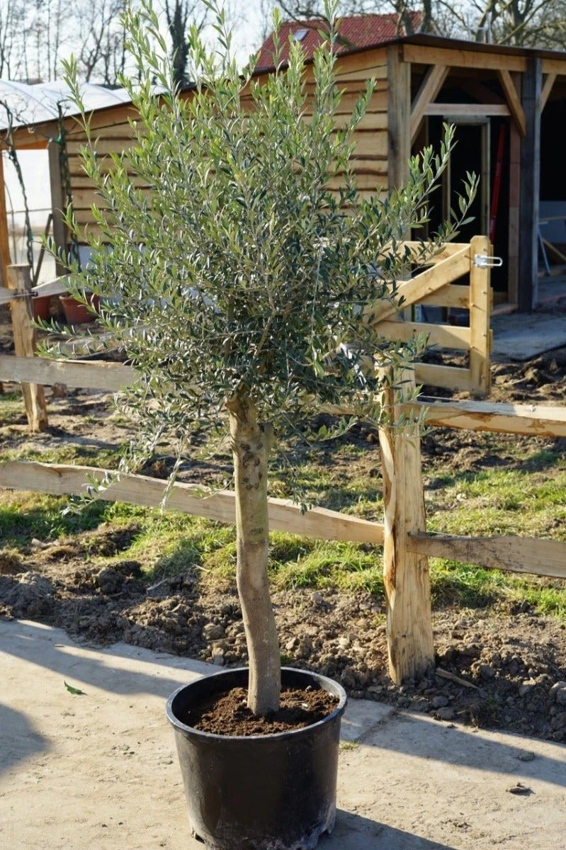 Olijfboom Als Solitair 25/30cm (Olea Europaea) 4 Olijfboom Als Solitair 25/30cm (Olea Europaea) - Afbeelding 2