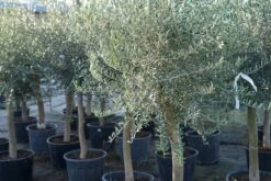 Olijfboom Als Solitair 25/30cm (Olea Europaea) 9 Olijfboom Als Solitair 25/30cm (Olea Europaea) -Tuinplanten Winkel olea europaea olijf solitair lm04