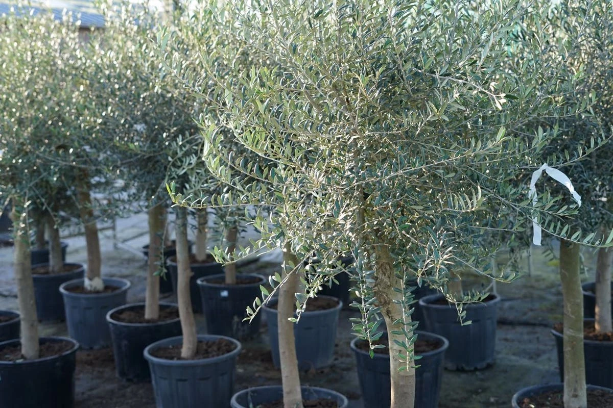 Olijfboom Als Solitair 25/30cm (Olea Europaea) 5 Olijfboom Als Solitair 25/30cm (Olea Europaea) - Afbeelding 3