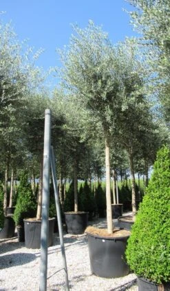 Olijfboom (Olea Europaea ) -Tuinplanten Winkel olea 2