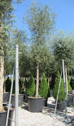 Olijfboom (Olea Europaea ) -Tuinplanten Winkel olea 3