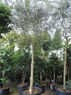 Olijfboom (Olea Europaea ) -Tuinplanten Winkel olea europaea 18 20ho c150