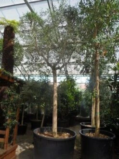 Olijfboom (Olea Europaea ) -Tuinplanten Winkel olea europaea 40 45ho c750